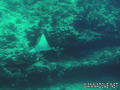 scuba diving photo