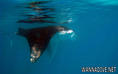 scuba diving photo