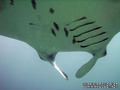 scuba diving photo