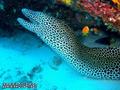 scuba diving photo