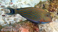 scuba diving photo