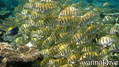 scuba diving photo