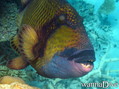 scuba diving photo