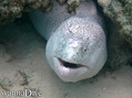 scuba diving photo