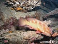 scuba diving photo