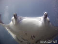 scuba diving photo