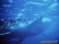 scuba diving photo