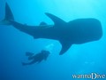 scuba diving photo