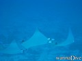 scuba diving photo