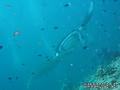 scuba diving photo
