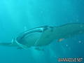 scuba diving photo