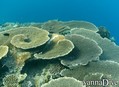 scuba diving photo