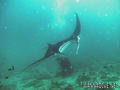 scuba diving photo