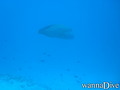 scuba diving photo