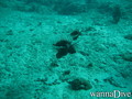 scuba diving photo