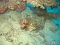 scuba diving photo