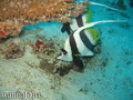 scuba diving photo