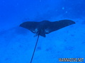 scuba diving photo