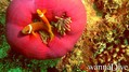 scuba diving photo