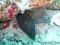 scuba diving photo