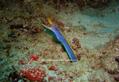 scuba diving photo