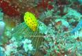 scuba diving photo