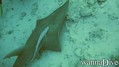 scuba diving photo