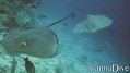 scuba diving photo