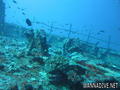scuba diving photo