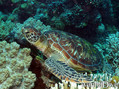 scuba diving photo