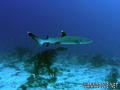 scuba diving photo
