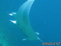 scuba diving photo