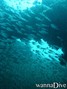 scuba diving photo