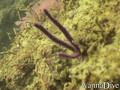 scuba diving photo