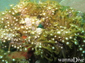 scuba diving photo