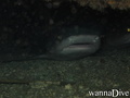 scuba diving photo