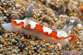 scuba diving photo
