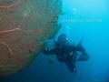 scuba diving photo