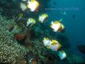 scuba diving photo