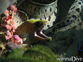scuba diving photo