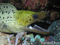 scuba diving photo