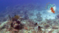 scuba diving photo