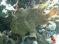 scuba diving photo