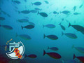 scuba diving photo