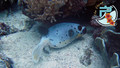 scuba diving photo