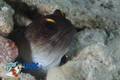 scuba diving photo