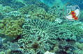 scuba diving photo