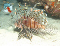 scuba diving photo