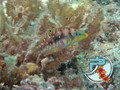 scuba diving photo
