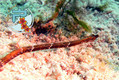 scuba diving photo